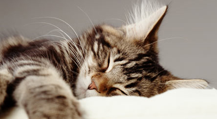 Segundo o The Guardian, esse gato dormindo pode estar pensando em novas maneiras de manipular humanos. (foto gettyimages)