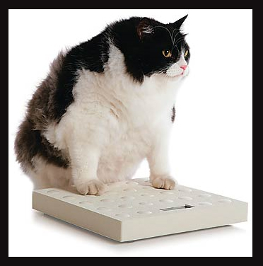 Com quase 12 quilos, o dobro do seu peso ideal, Yuri tem artrose, problemas respiratÃ³rios e triglicÃ©rides e colesterol altos por conta da obesidade