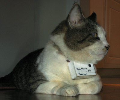 Mr. Lee, o gato, a marca e a cÃ¢mera